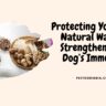 Protecting your pup
