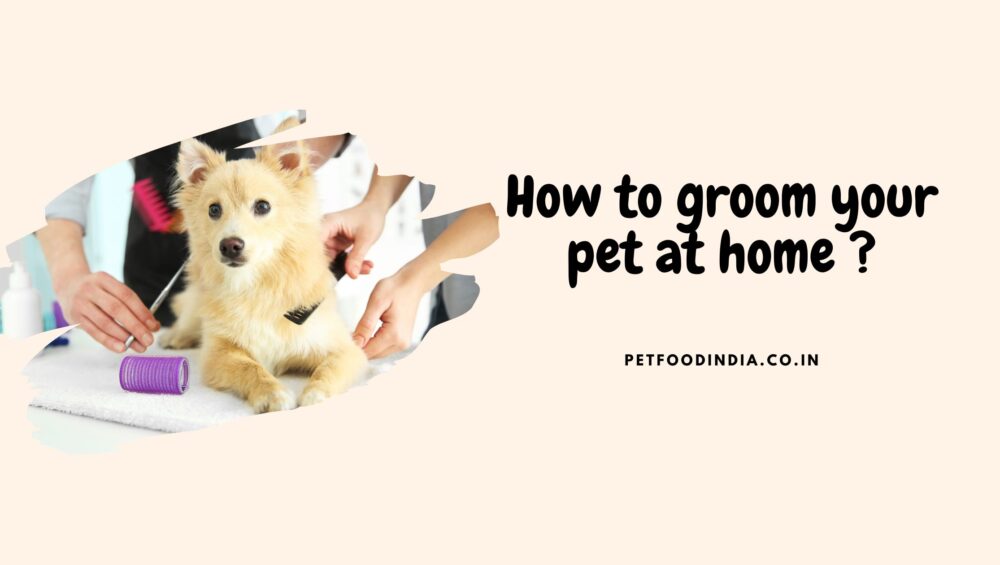 How to groom your pet at home