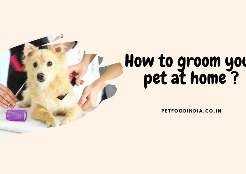 How to groom your pet at home