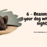 6- Reasons why your dog whines at night